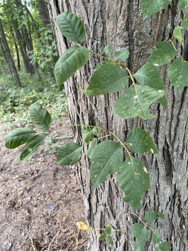 eastern poison ivy