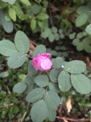 Rosa bridgesii
