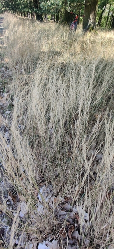 Poa nemoralis