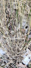 (c) Ondřej Křivan, some rights reserved (CC BY) Poa nemoralis, photograph (c) Ondřej Křivan, some rights reserved (CC BY)