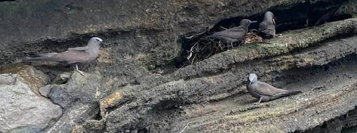 iNaturalist image
