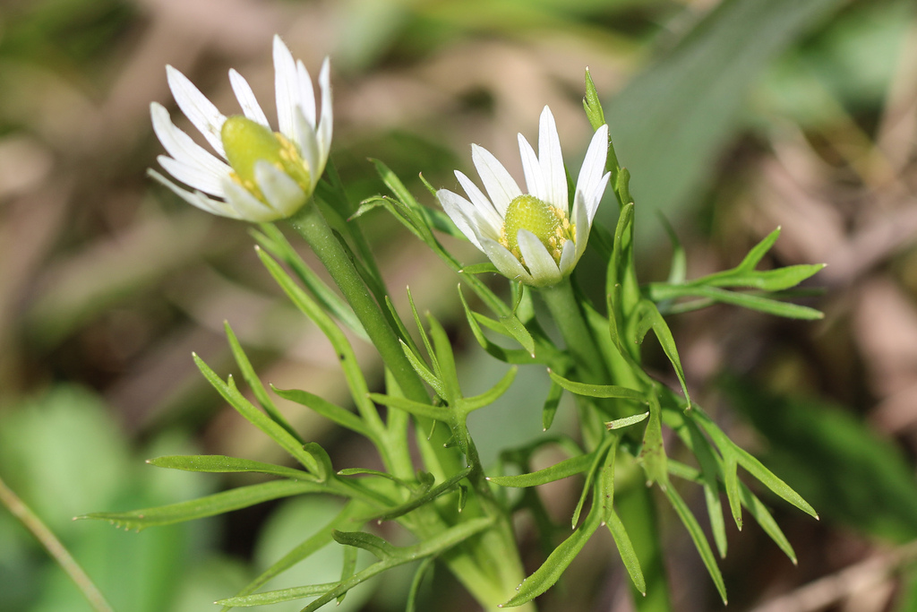 Anemone decapetala; photograph author not stated, no rights reserved