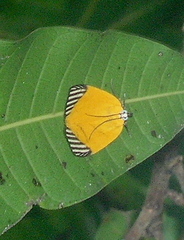 Mapeta xanthomelas