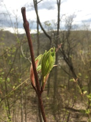 Acer pensylvanicum