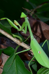 Stagmatoptera femoralis