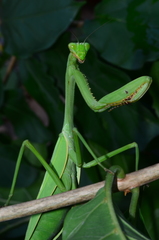 Stagmatoptera femoralis