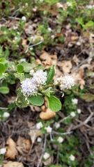 Ceanothus diversifolius