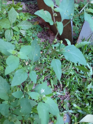 American black nightshade