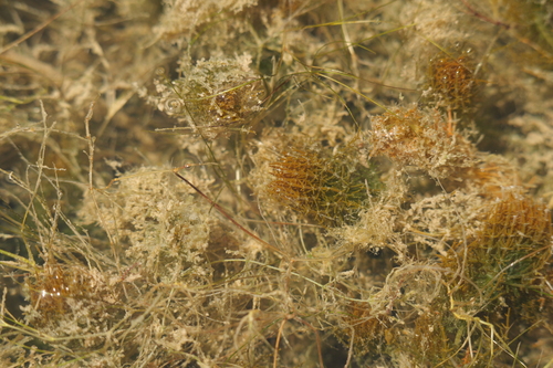 Chara hornemannii observed 2026-08-04