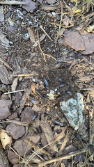 Armadillidium nasatum