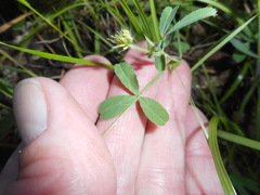Trifolium bifidum