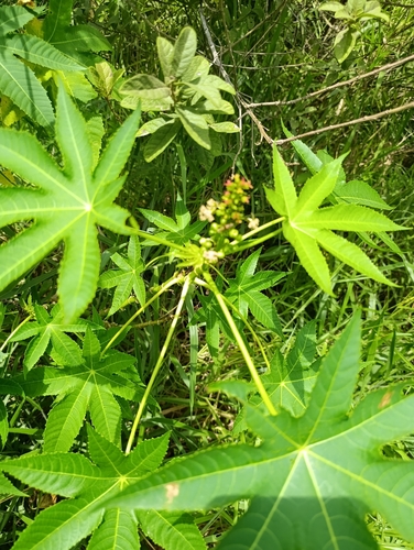 castor bean