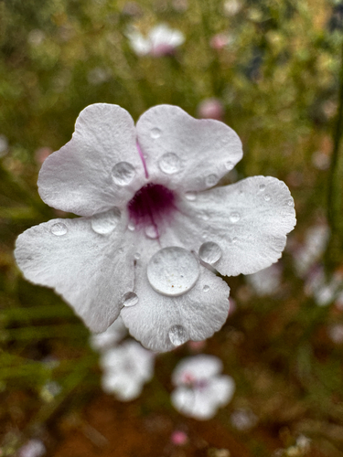 Penstemon ambiguus, photograph 2