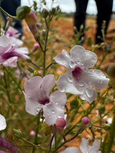 Penstemon ambiguus, photograph 3