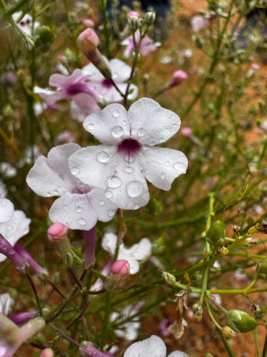 Penstemon ambiguus, photograph 1