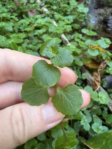 Chrysosplenium americanum, photograph 3