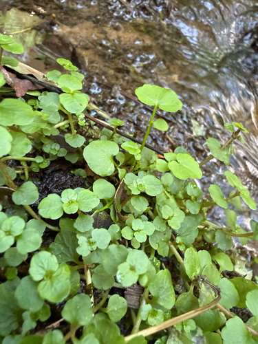 Chrysosplenium americanum, photograph 5