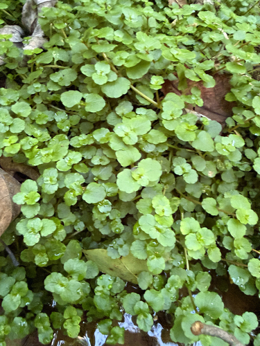 Chrysosplenium americanum, photograph 2