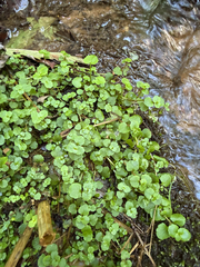 Chrysosplenium americanum, photograph (c) Carrie Seltzer, some rights reserved (CC BY)
