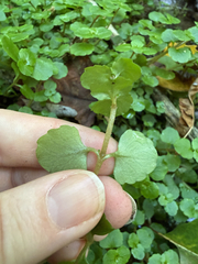 Chrysosplenium americanum, photograph (c) Carrie Seltzer, some rights reserved (CC BY)