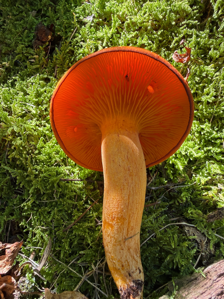 Eastern American jack-o'-lantern · September 2026 · photo: Photo: (c) Carrie Seltzer, some rights reserved (CC BY) · iNaturalist
