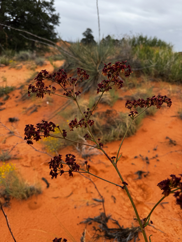 Eriogonum alatum, photograph 4