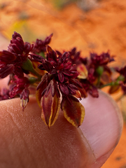 Eriogonum alatum, photograph (c) Parker James Lloyd, some rights reserved (CC BY)