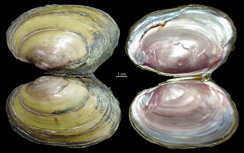 Fragile Papershell