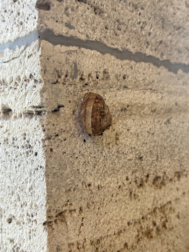 Chocolate-band Snail