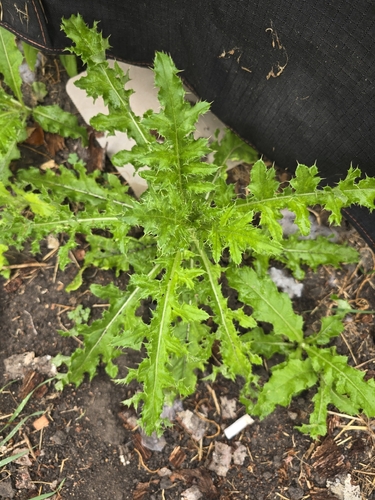creeping thistle