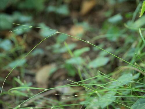 Carex remota, photograph 5