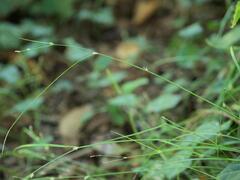 Carex remota, photograph (c) Daniel Cahen, some rights reserved (CC BY)