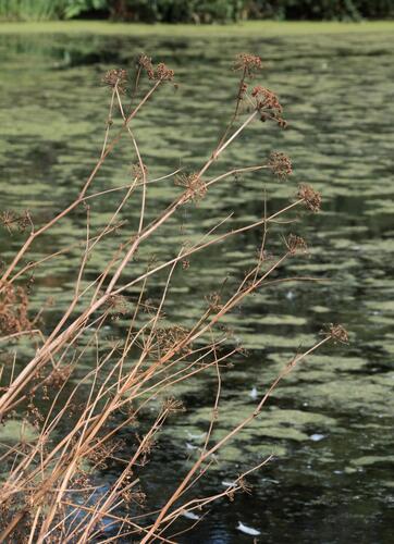 Oenanthe crocata, photograph 2