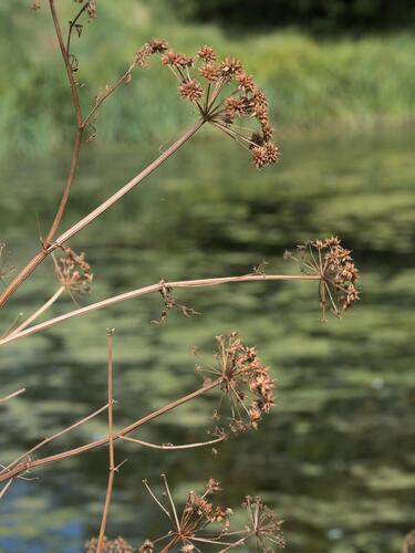Oenanthe crocata