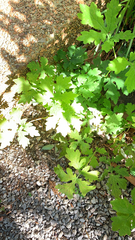 Stylophorum diphyllum