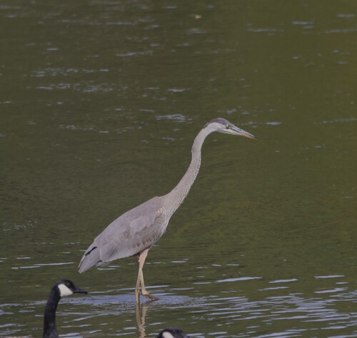 Great Blue Heron