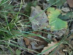 Carex divulsa