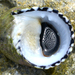 Checkered Nerite - Photo (c) Steven Mlodinow, some rights reserved (CC BY-NC), uploaded by Steven Mlodinow