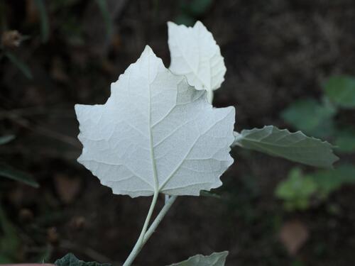 Populus × canescens, photograph 4