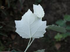 Populus × canescens, photograph (c) Daniel Cahen, some rights reserved (CC BY)
