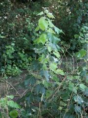 Populus × canescens, photograph (c) Daniel Cahen, some rights reserved (CC BY)