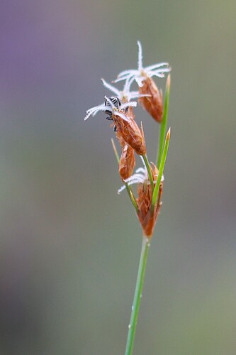 Fimbristylis spadicea observed 2026-09-05