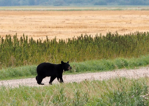 Black Bear sighting near Lac du Bonnet, MB