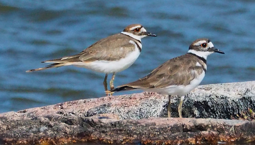 Killdeer