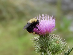 Bombus bellicosus