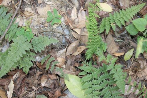 Myriopteris microphylla observed 2026-08-30