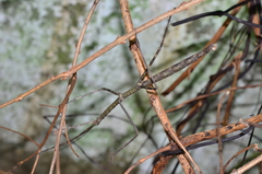 Phanocloidea muricata