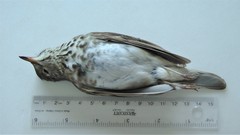 Catharus bicknelli