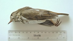 Catharus bicknelli