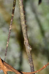 Phanocloidea muricata